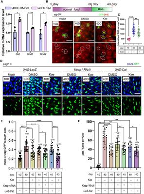 Kaempferol enhances intestinal repair and inhibits the hyperproliferation of aging intestinal stem cells in Drosophila